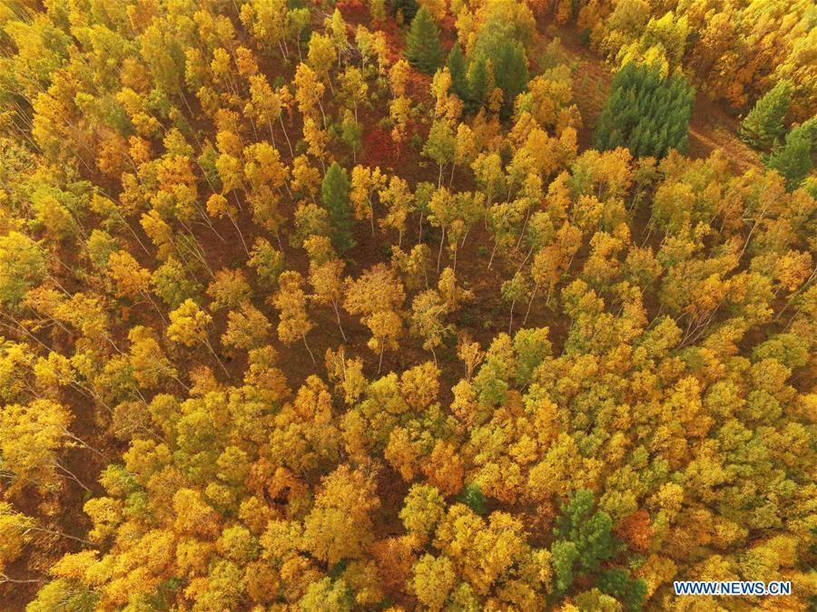 Scenery of Saihanba forest in N China's Hebei