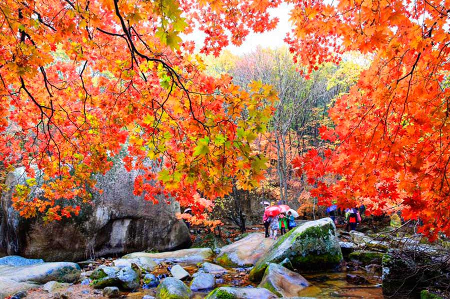 Beautiful maple leaves in Benxi