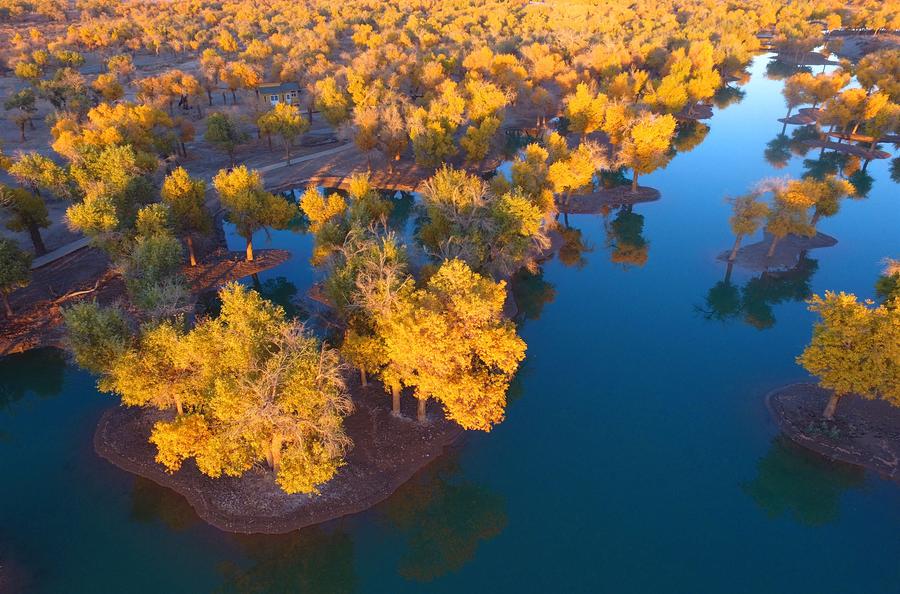 Populus euphratica seen in Inner Mongolia