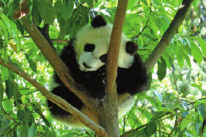 Trending: 'Premier package' in demand