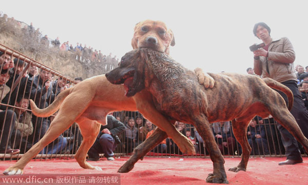 Tiger cub spooked by fireworks jumps to death in China