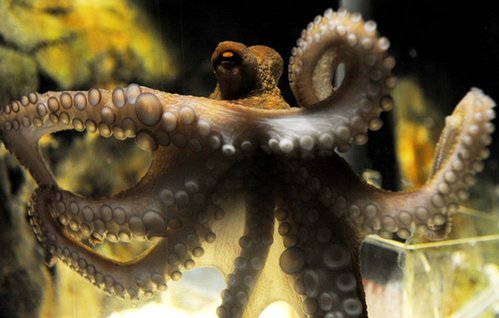 章魚哥商機無限 變身為卡通版蘋果手機軟件