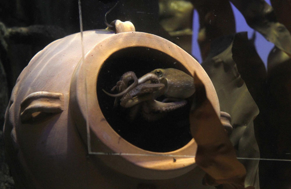 章魚保羅二世降臨