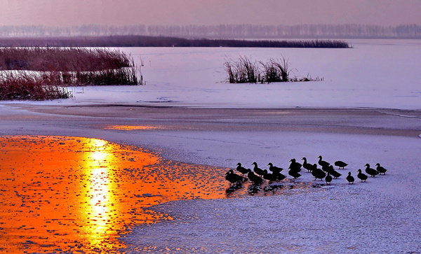 A winter home for migrating birds in Yanqing county