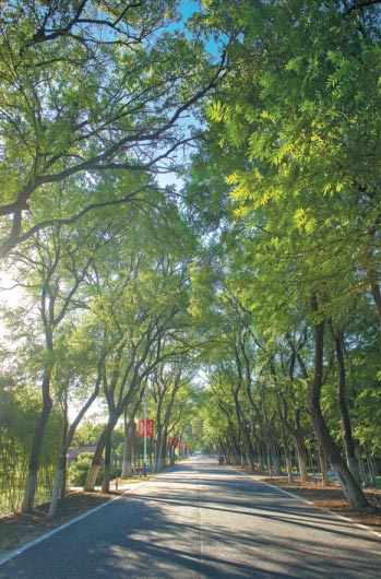 How green is my island