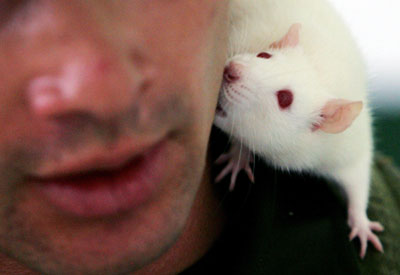 A rat named Lola sniffs the face of a police animal trainer at a police school in Sibate, Colombia May 3, 2006. Lola is at the top of her class of risk-running rodents being trained to sniff out landmines in Colombia, home to the world's highest number of mine-related deaths and injuries last year. Police animal trainers, tired of seeing their explosive-sniffing dogs blown up by stepping on mines, hope the white-furred, pink-eyed creature will lead her classmates through upcoming open field tests and then into the Andean country's live mine fields before the end of the year. Picture taken May 3, 2006. To match feature Colombia-Rats. [Reuters]