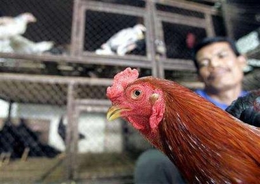 42nd Indonesia bird flu human death confirmed