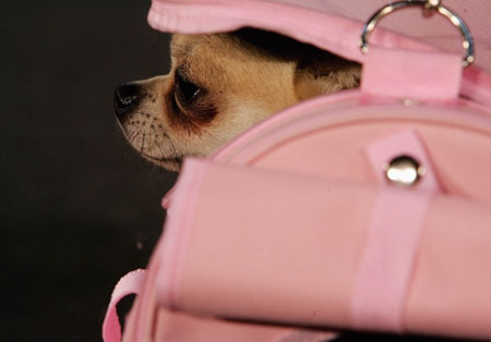 Fashionable dogs in Belgium