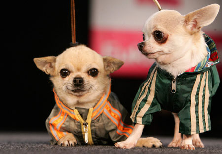 Fashionable dogs in Belgium