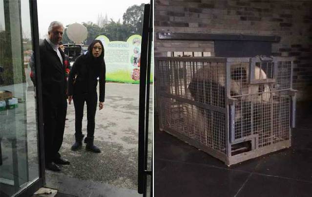 Eric Domb, chief of the Pairi Daiza zoo in Belgium, waits as a giant panda is prepared for the transfer. China waves goodbye to Belgium-bound panda pair