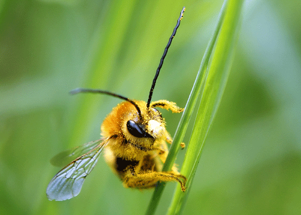 EU to ban pesticides blamed for harming bees