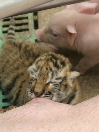 Tiger cubs find a pig mother