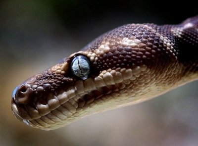 Missing snakes on plane ground Qantas flight