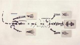 Arctic fossil shows how seals went from land to sea