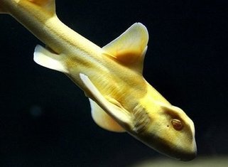 Shark dumped on Australian newspaper's doorstep