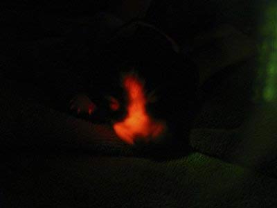 SKorean experts claim to have cloned glowing dogs