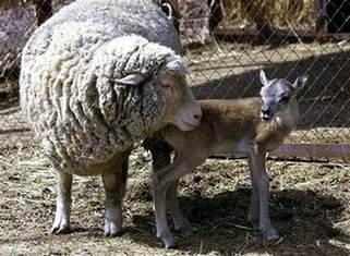 Russia investigates helicopter hunt for rare goats