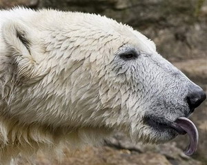 Bear fight: German zoos battle over Knut
