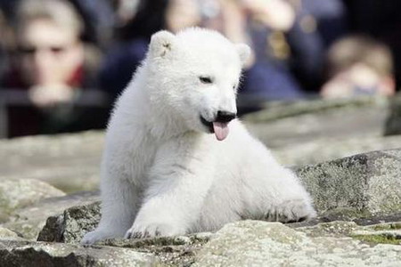 Bear fight: German zoos battle over Knut