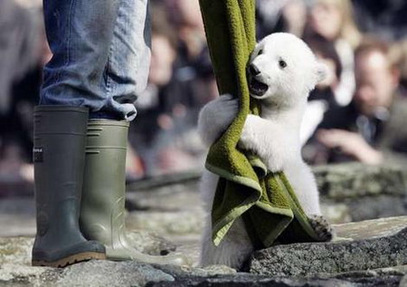 Bear fight: German zoos battle over Knut
