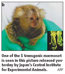 Scientists create monkeys with glowing gene