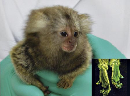 Scientists create monkeys with glowing gene