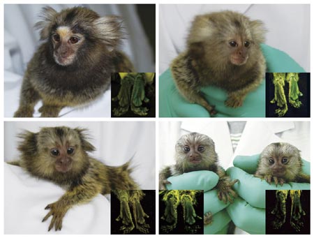 Scientists create monkeys with glowing gene