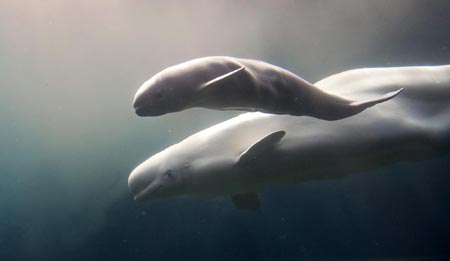Aurora the Beluga whale gives birth to calf