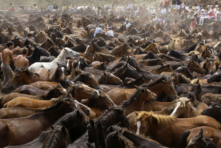 Horse wrestling festival in Spain