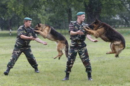 Border guard dog training in Ukrain