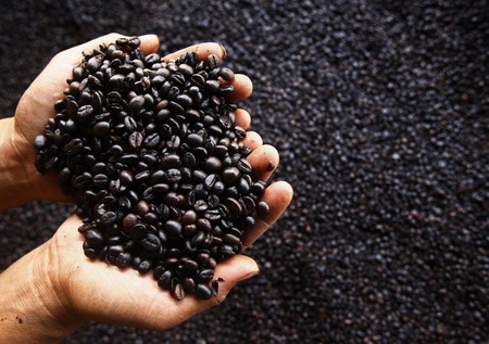 How coffee is produced in Indonesia