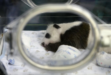 Baby panda born at Chiang Mai Zoo in Bangkok