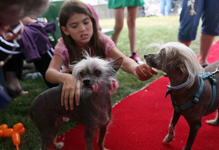 World's ugliest dogs