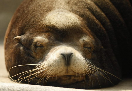 No feeding today, potbellied sea lion