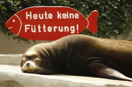 No feeding today, potbellied sea lion