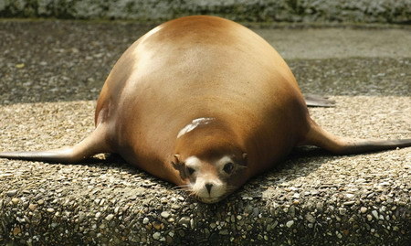 No feeding today, potbellied sea lion