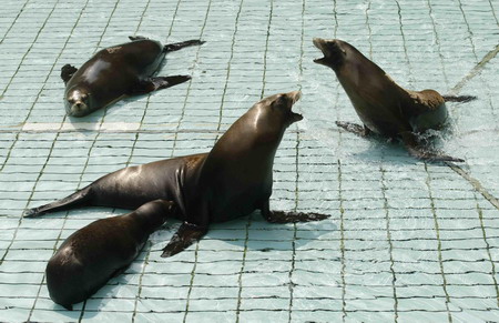 No feeding today, potbellied sea lion