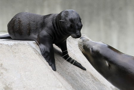 Baby sea lions at Munich zoo