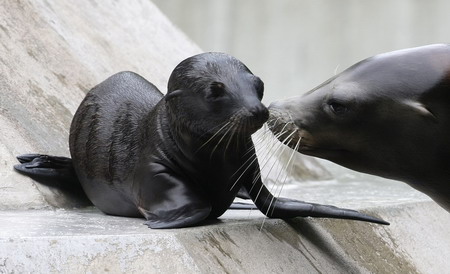 Baby sea lions at Munich zoo
