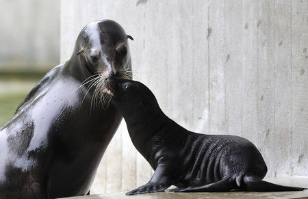Baby sea lions at Munich zoo