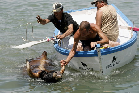 Bulls chase into the sea in Spain