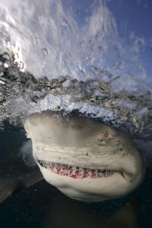 Sharks, cheese for the camera!