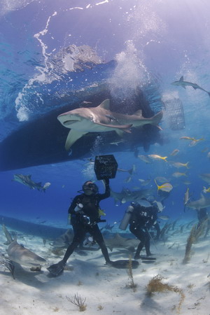 Sharks, cheese for the camera!