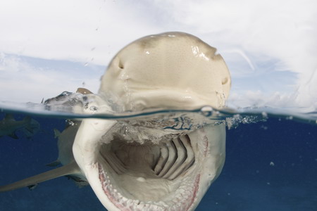 Sharks, cheese for the camera!