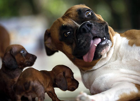 Boxer dog with Dachshund puppies