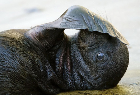 Sea lion cub plays at a Vienna zoo 