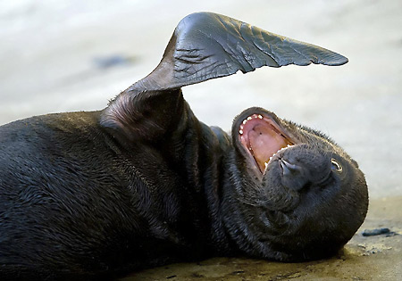 Sea lion cub plays at a Vienna zoo 