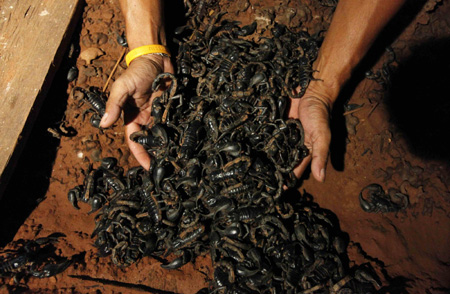 Thailand man lives with 4600 scorpions