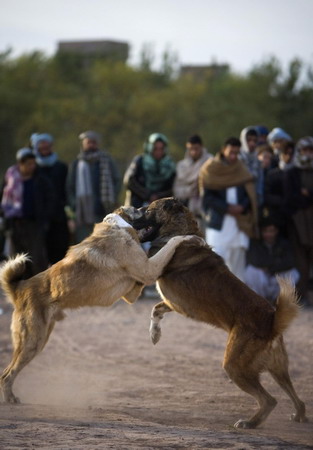 Dog-fight competition is held in Afghanistan