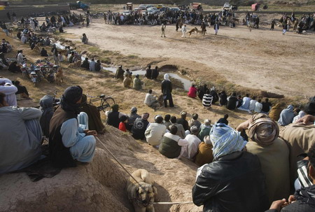 Dog-fight competition is held in Afghanistan